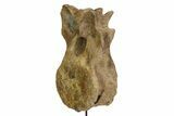 Triceratops Caudal Vertebra with Metal Stand - South Dakota #350708-3